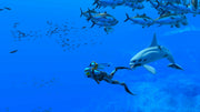 Nintendo Endless Ocean Luminous Standard Italienska Nintendo Switch